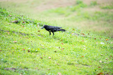 Large-billed crow