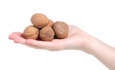 walnuts food nut in hand on white background isolation
