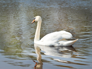 Fototapeta premium white swan on the river.