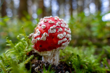 junger Fliegenpilz freistehend