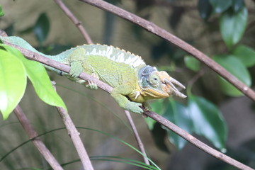 トカゲ　カメレオン