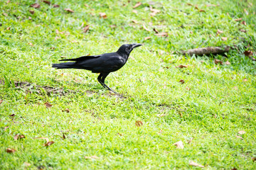 Large-billed crow