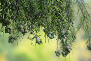 Young fruits of bald cypress,Taxodium distichum, on the branch