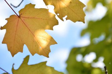 Fototapeta na wymiar Autumn leaves - The leafs turn yellow in the fall.