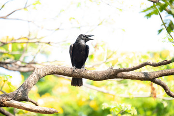 Large-billed crow
