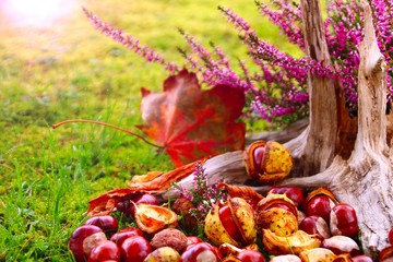kastanien herbststimmung