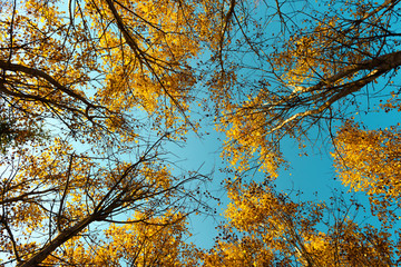 Obraz premium Yellow birch tree with a blue sky on autumn forest. Nature beauty background