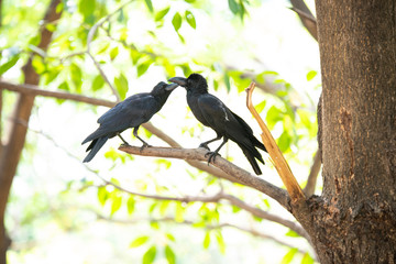 Large-billed crow