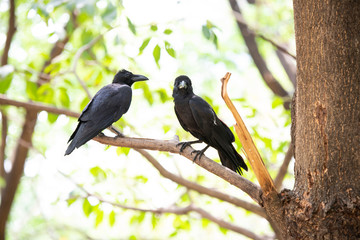 Large-billed crow