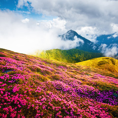 Obrazy na Szkle  Letni krajobraz z różowymi kwitnącymi kwiatami rododendronów na polanie gór. Piękno w tle świata przyrody