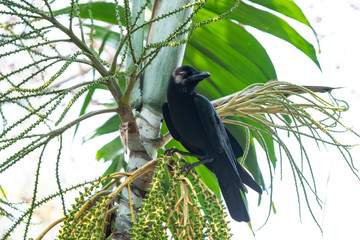 Large-billed crow