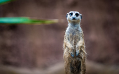 Fototapeta premium Meerkat And Friends Wildlife Animal
