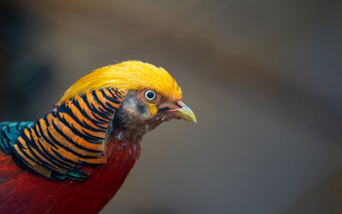 Crimson Rosella Bird Wildlife Animal