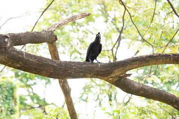 Large-billed crow