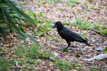 Large-billed crow