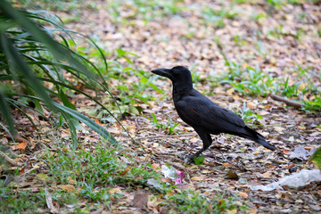 Large-billed crow