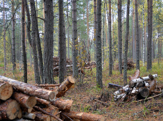 Fototapeta na wymiar harvested logs firewood in the middle of the forest in rainy weather in autumn