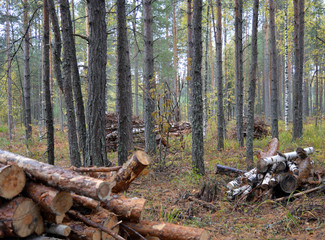 harvested logs firewood in the middle of the forest in rainy weather in autumn