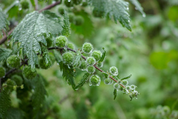 Urtica pilulifera or Roman nettle green plant flowering with small balls in spring season