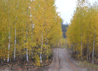 forest sand road between birch trees in autumn