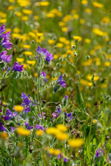 Spring colorful floral background with wild flowers