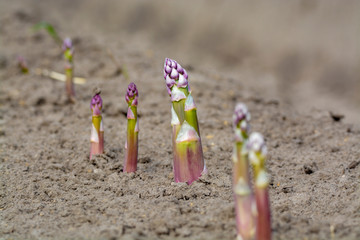 New harvest season on asparagus vegetable fields, white and purple asparagus growing uncovered on farm.