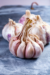 Whole violet garlic bulbs close up on grey marble plank