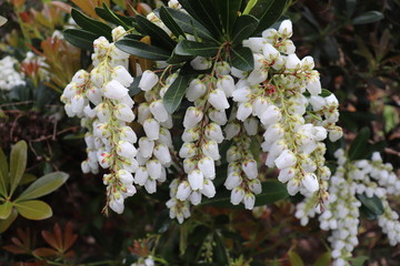 花　白　しだれ