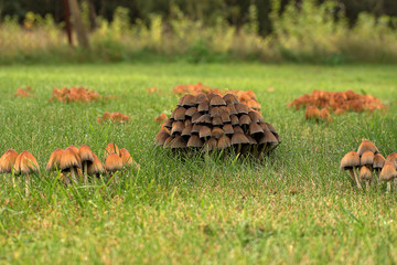 Coprinus micaceus. Mushroom growing in the grass in the garden.