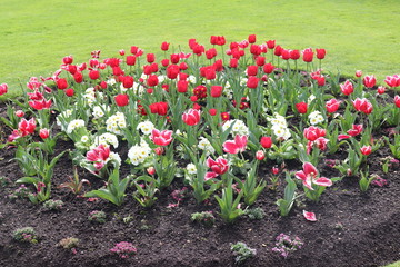 チューリップ　花壇