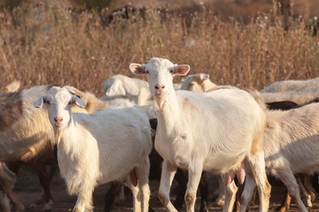 Fototapeta na wymiar Curious goats. A herd of goats walking