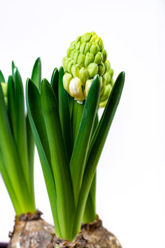 Garden works in spring, young Dutch hyacinth flowers close up