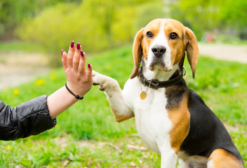 Walking with a dog in the park. The dog give five.