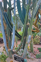 サボテン　長い