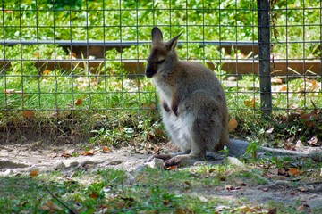Baby wallaroo sitting by fence