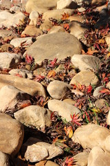 Autumn River Rocks 3