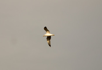 bird in its natural habitat in spain