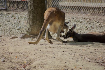 Kangaroo family resting in shade © Jordan