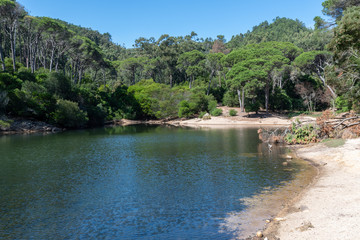 Obraz premium Flora in the Blue Lagoon Zone in Sintra, Portugal