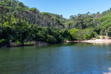Fototapeta na wymiar Flora in the Blue Lagoon Zone in Sintra, Portugal