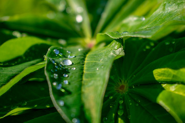 A great day in the rainforest after a refreshing rain that left droplets of water on the leaves.