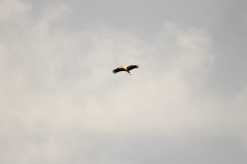 bird in its natural habitat in spain