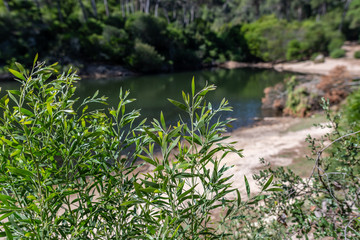 Flora in the Blue Lagoon Zone in Sintra, Portugal