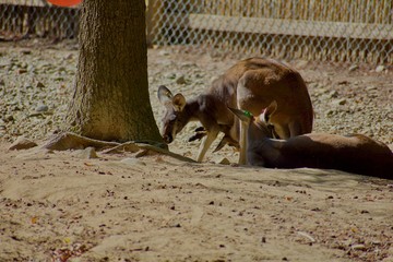 Kangaroo family resting in shade © Jordan