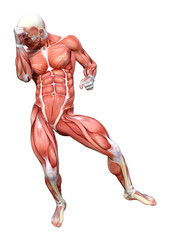 3D Rendering Male Anatomy Figure on White
