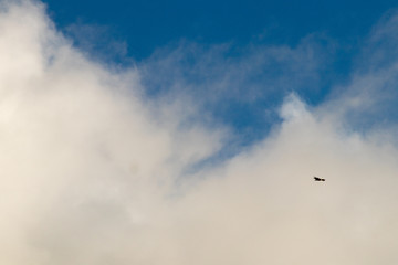 bird in its natural habitat in spain