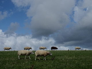 Schafe in Ameland