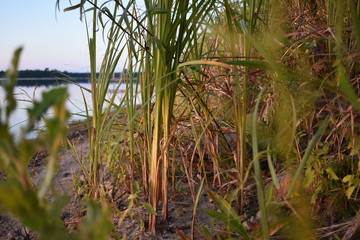 Fototapeta premium Grass growing on the beach