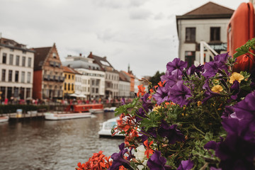 Close up of flowers on canal in Ghent, Belgium