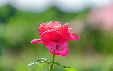 Bright and beautiful red roses in the flowers